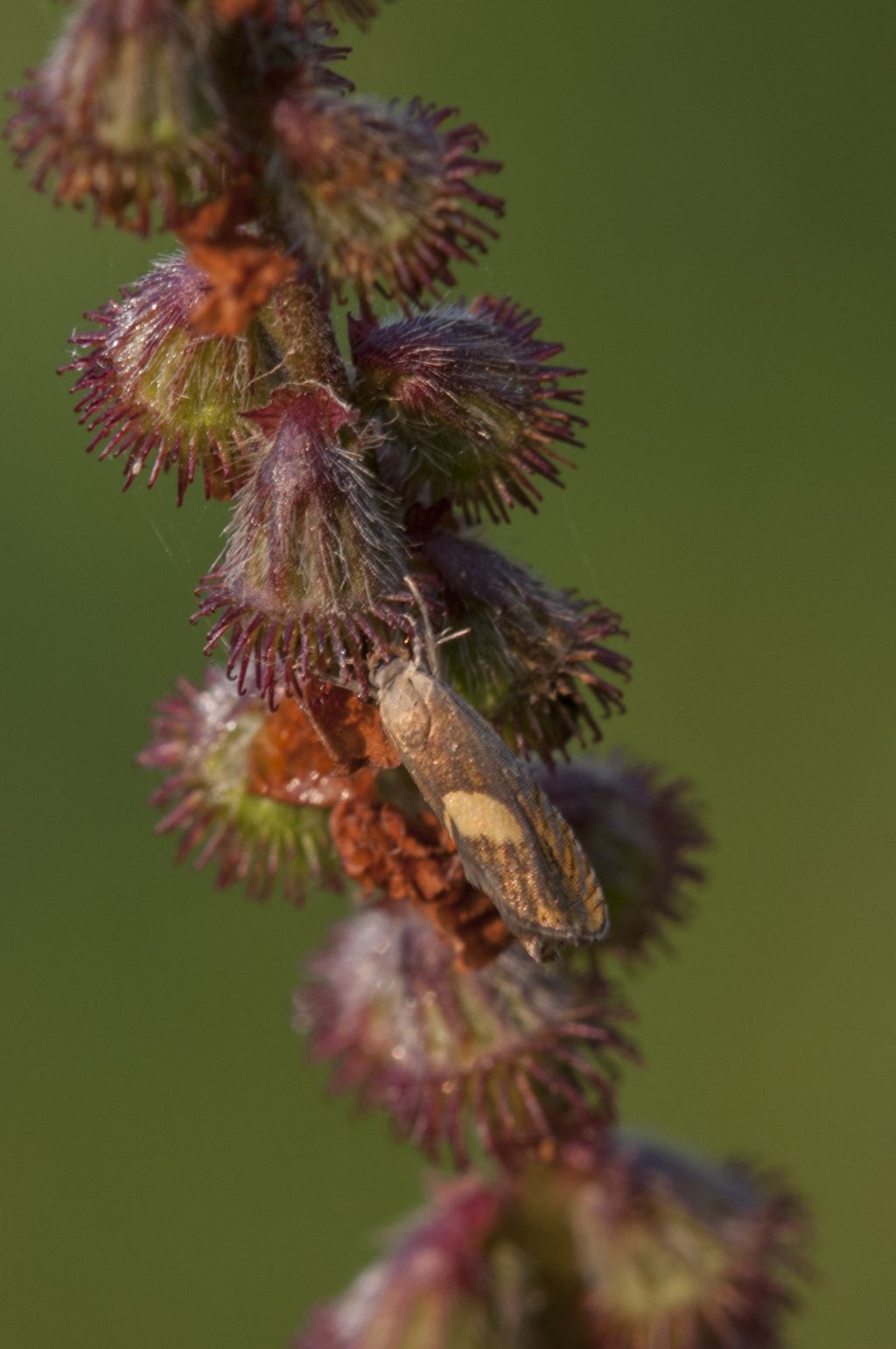 Tortricidae -  Dichrorampha sp o Dichrorampha vancouverana? D. flavidorsana